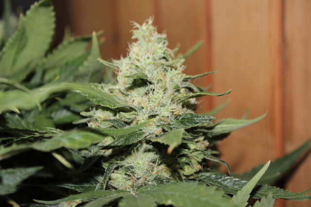 Durga Mata II CBD - Почти доцвела