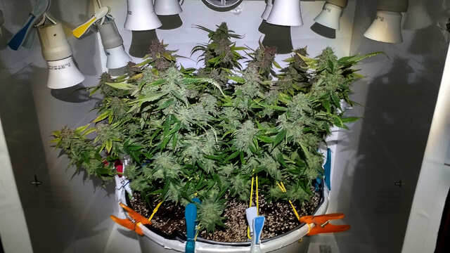 Northern light AutoFem