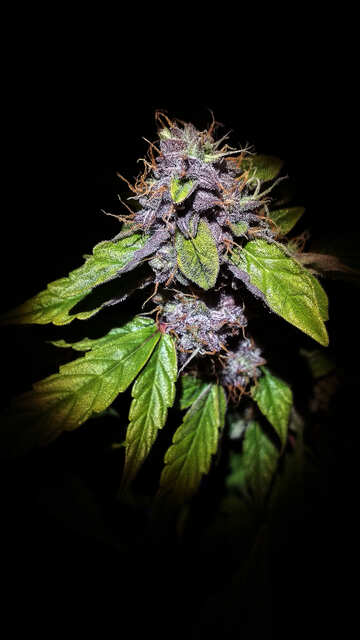 Northern light AutoFem