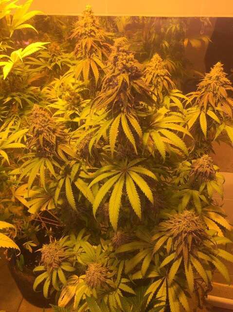 Alaskan Purple