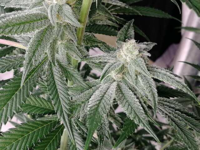 Gelat.OG