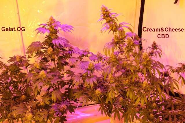 Seedsman Seeds