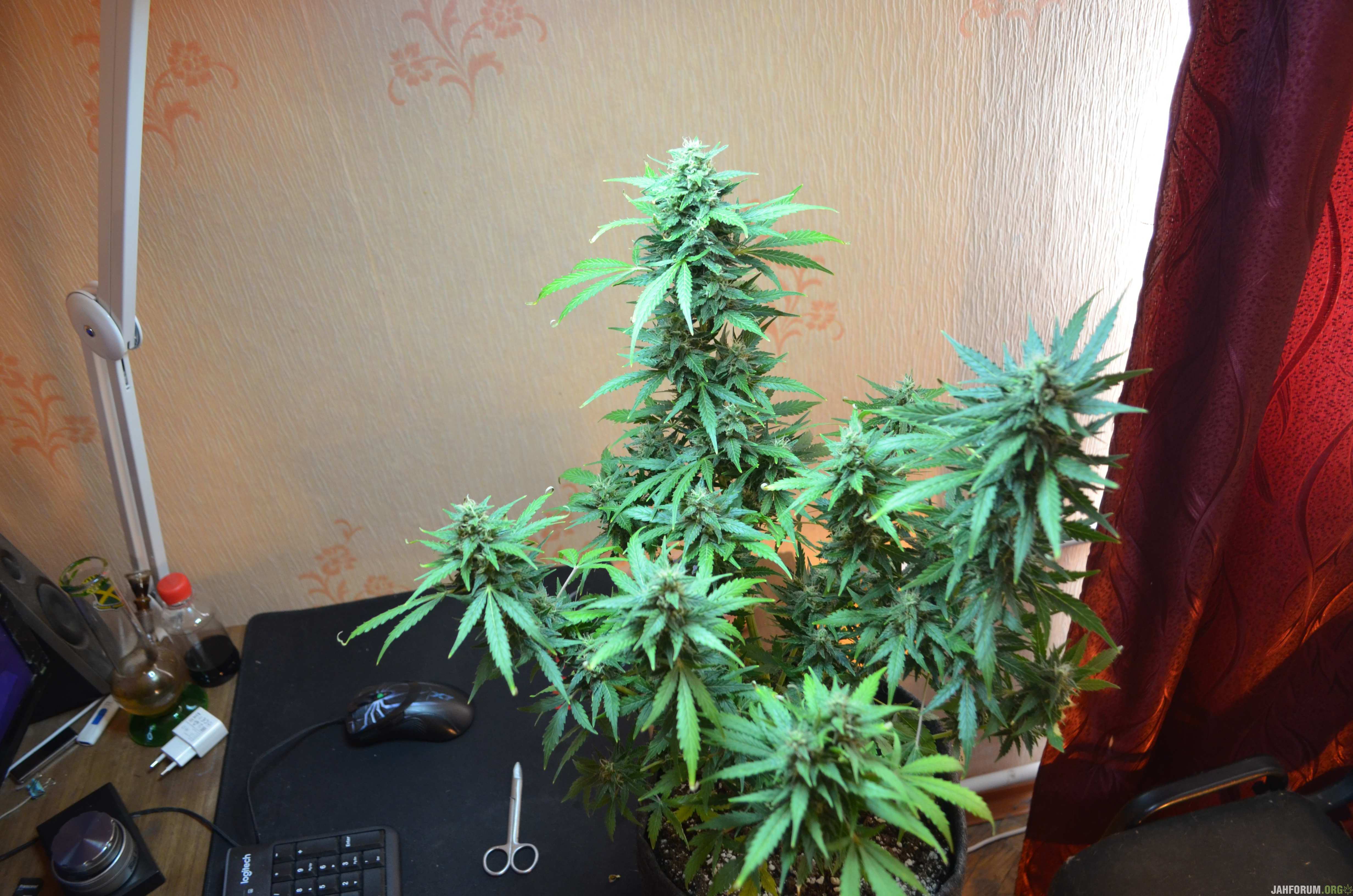 Первый гров / White Widow Auto Fem Divine Seeds/Гроубокс/Земля/ДНаТ 250 Репорт Завершен