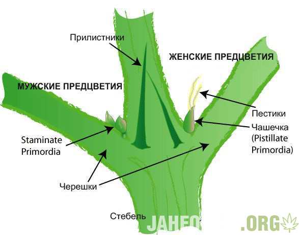 Polovye-organy-konopli.jpg.0ea85bcfbb89f911e57be5b55c085b0b.jpg