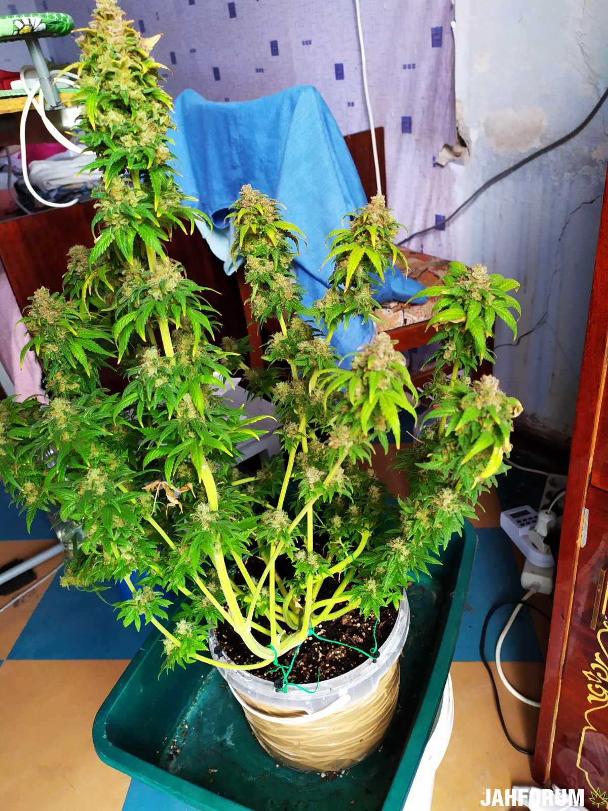 Sugar Black Rose от krissА