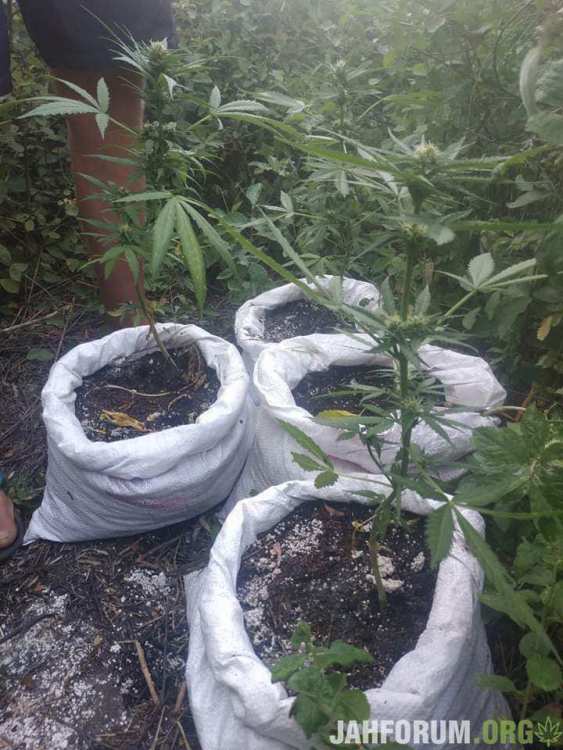 received_315696283149744.jpeg