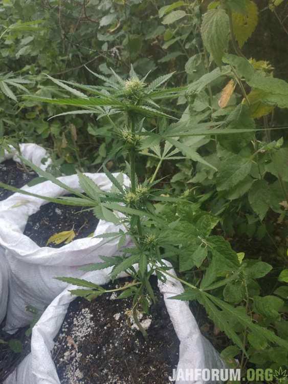 received_582444805716541.jpeg