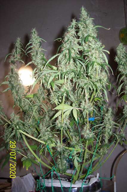 Mustik Sativa f.r.