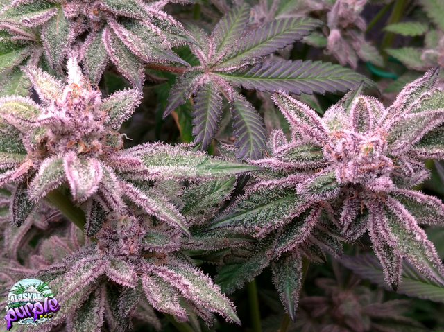 Alaskan Purple