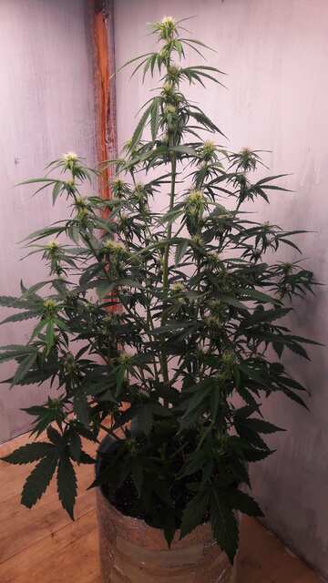 Auto Stranger OG от Bodach