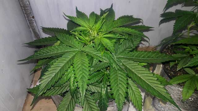 Yodas fruits от Green OM