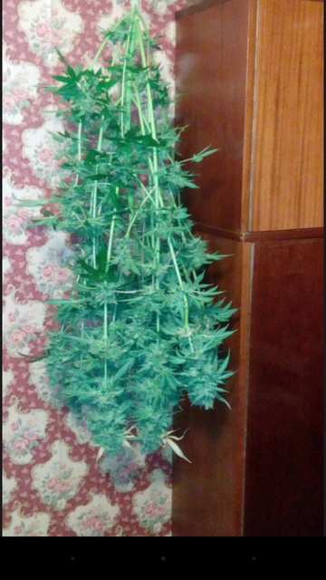 Харв на рассвете.Правильно ли это?