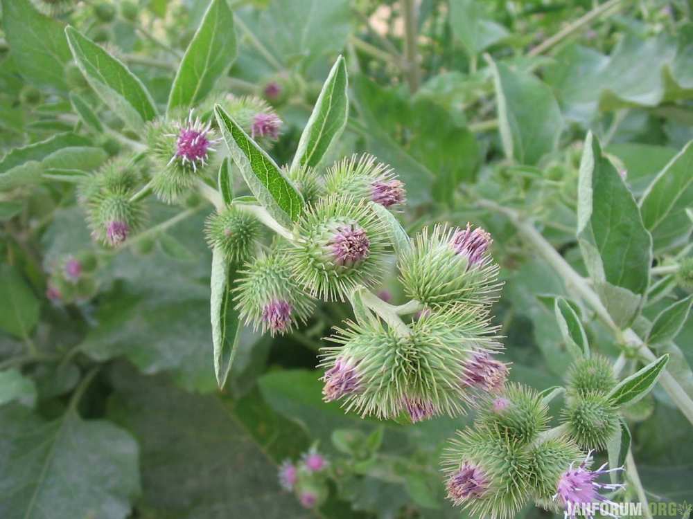 Arctium_minus_corimbo.jpg