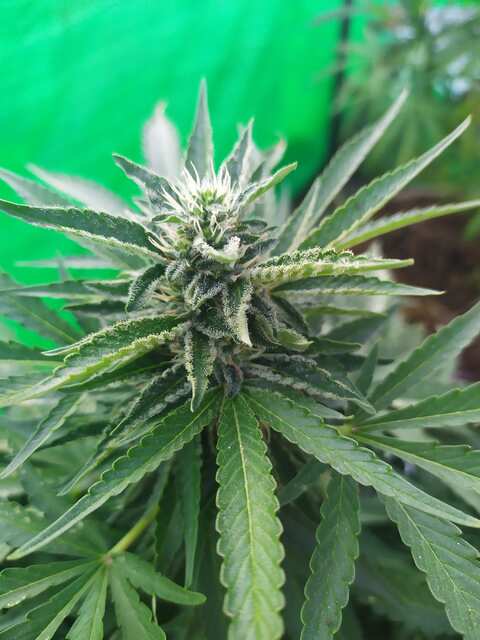 Black Sugar Foto fem от Seedsman seeds