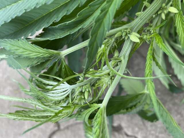 Durban Poison Fem. Error seeds