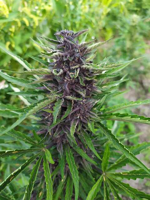 Red Pure CBD