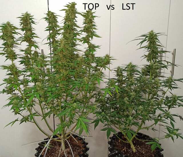 Auto Gelato LST vs TOP