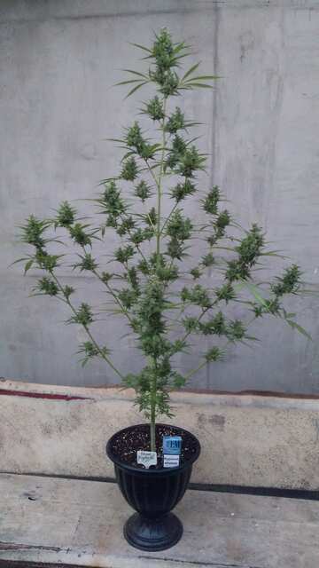 Short Rayder XL avto fem Big Monkey seeds