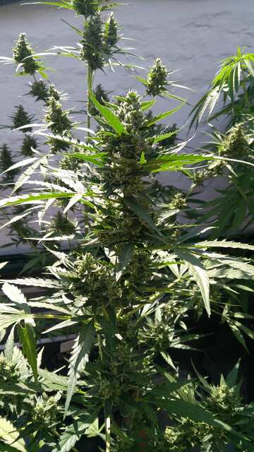 Alaskan Purpul avto fem