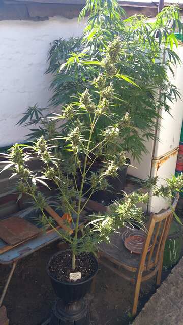 Short Rayder avto fem Monkey seeds