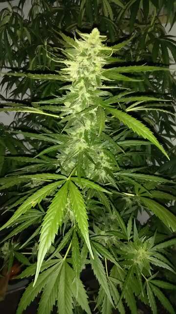 Alaskan Purpul avto fem Seedsmen seeds