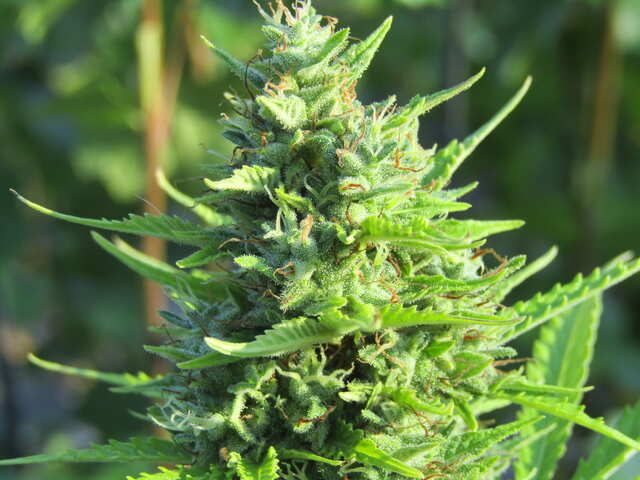 Diplomatic auto fem.GreenOM