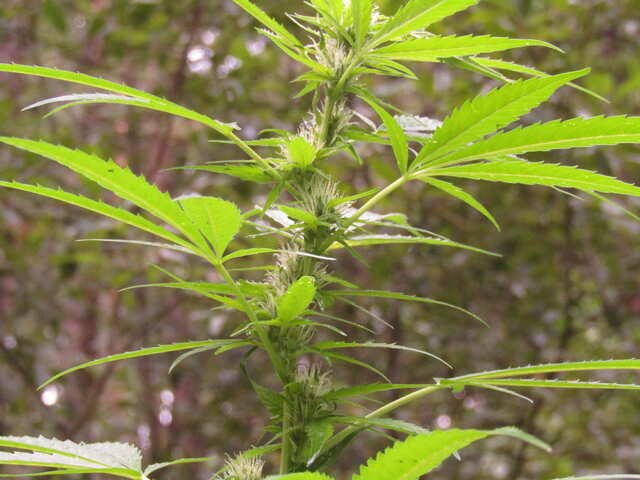 Auto Hindu Kush Feminised.Bulk Seeds