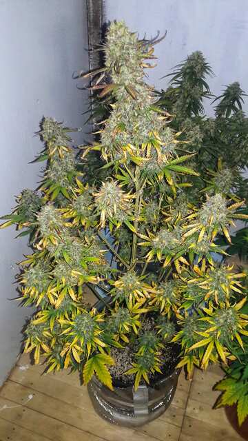 StrangerOG_auto_fem