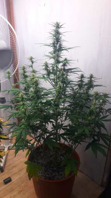 ToxicPoisonXL_auto