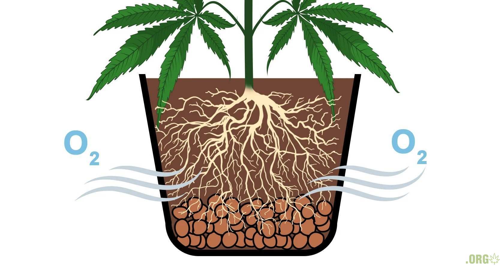 4 как усилить доступ воздуха к корням. Перелив растений. Перелив корни марихуаны не дышут. Недолив ростка марихуаны. Ростки марихуаны не растут.
