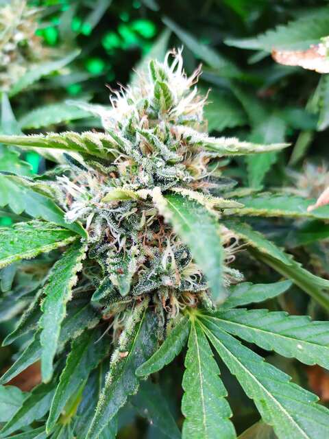 Black Sugar Foto fem