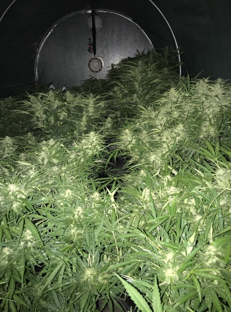 Seedsman Fast