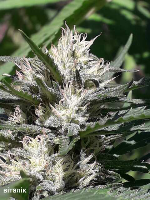 GREEN POISON F1 FAST VERSION® > SWEET SEEDS.