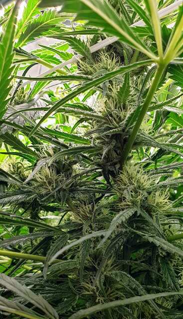 Cinderella 99 (Female Seeds) 92 день