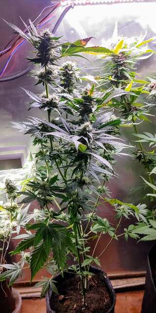 G13HPxWild Kabul reg