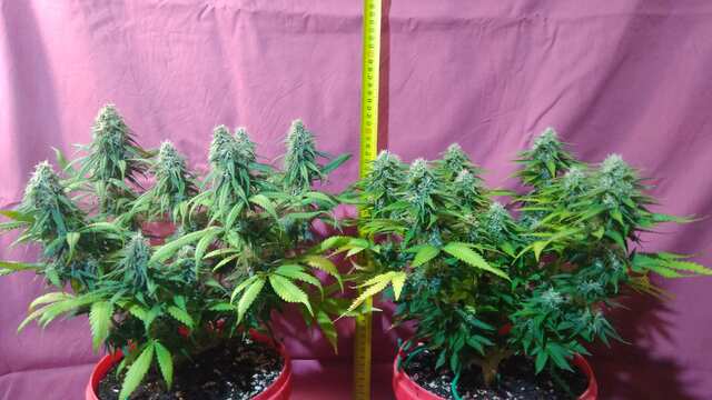 CriticalKush BF | Tutankhamon PS