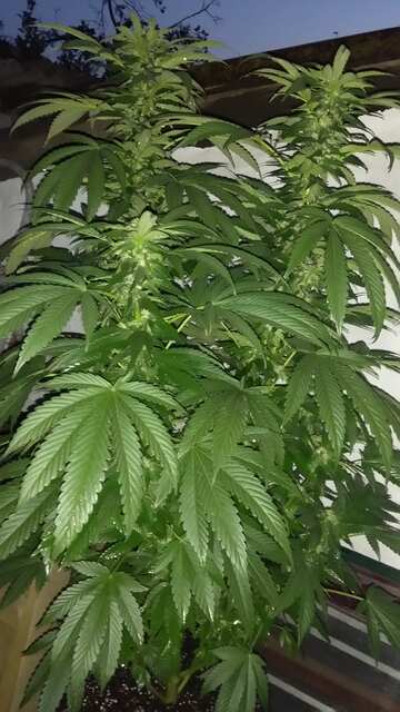 GDP foto regulyar (GDP Genetix) Sorted seed