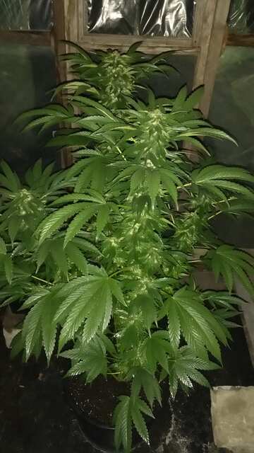 GDP f.r(Kens Grand Daddy Genetix -x- Sorted seeds)