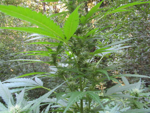 подголовник