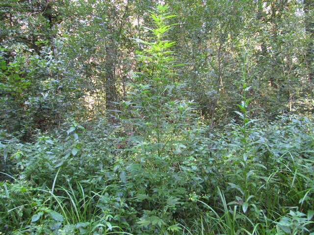 Auto Hindu Kush Feminised Bulk Seeds