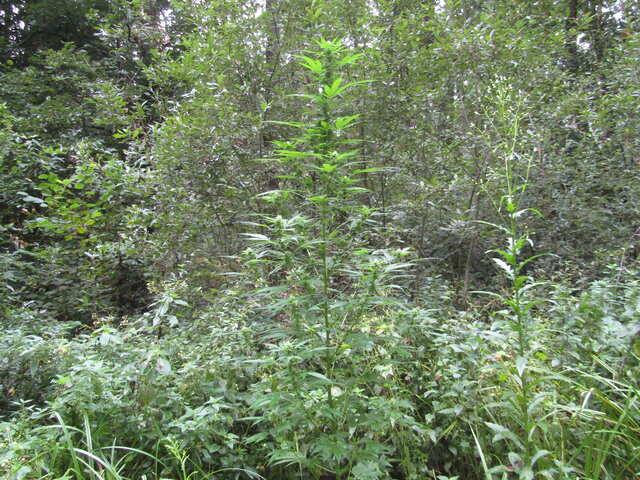 Hindu Kush Feminised