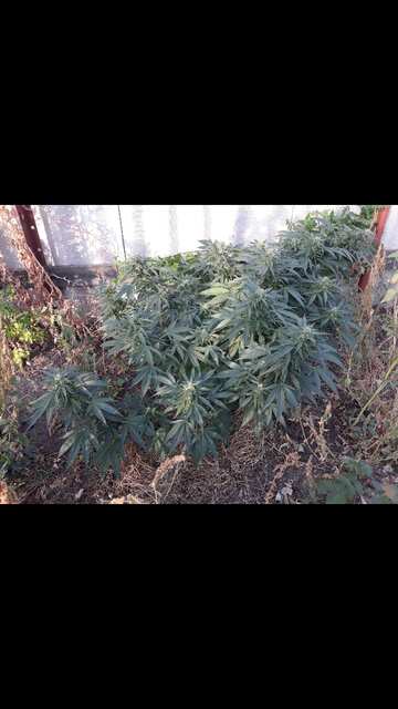 Big Tom auto  от бро @GreenOM