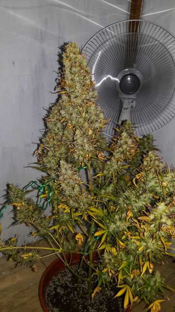 ToxicPoisonXL__auto_fem
