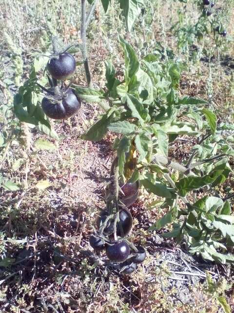 black_tomato