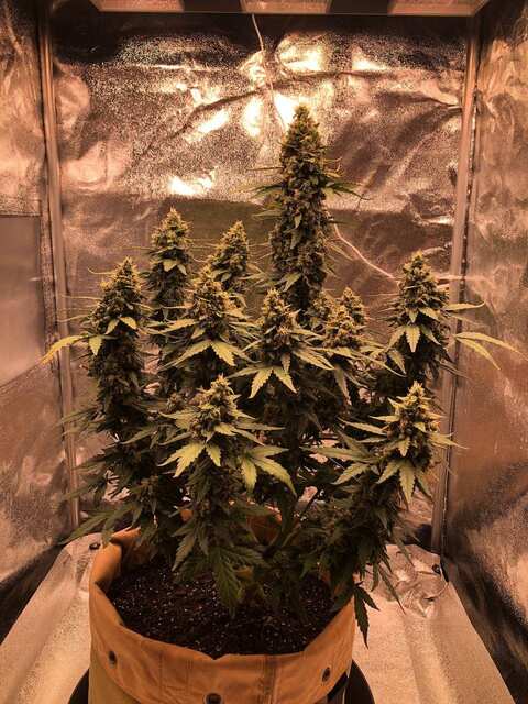 auto ww(jedi genetics) 36 день цвета