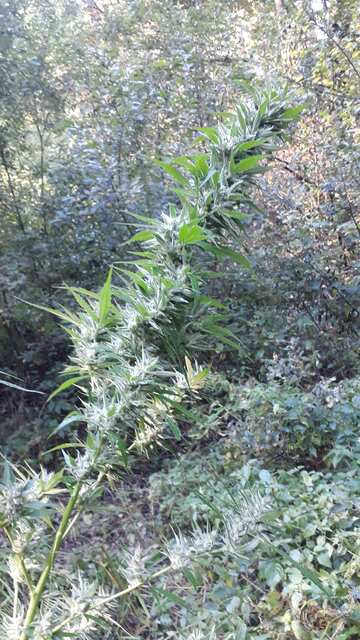 Auto Hindu Kush Feminised