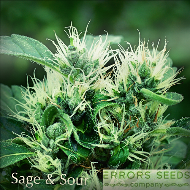 Sage & Sour2