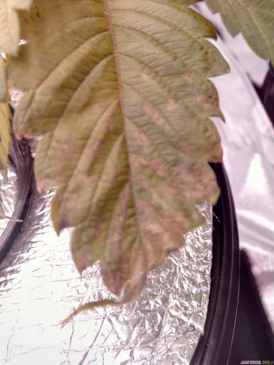 IMG_20201025_083635.jpg