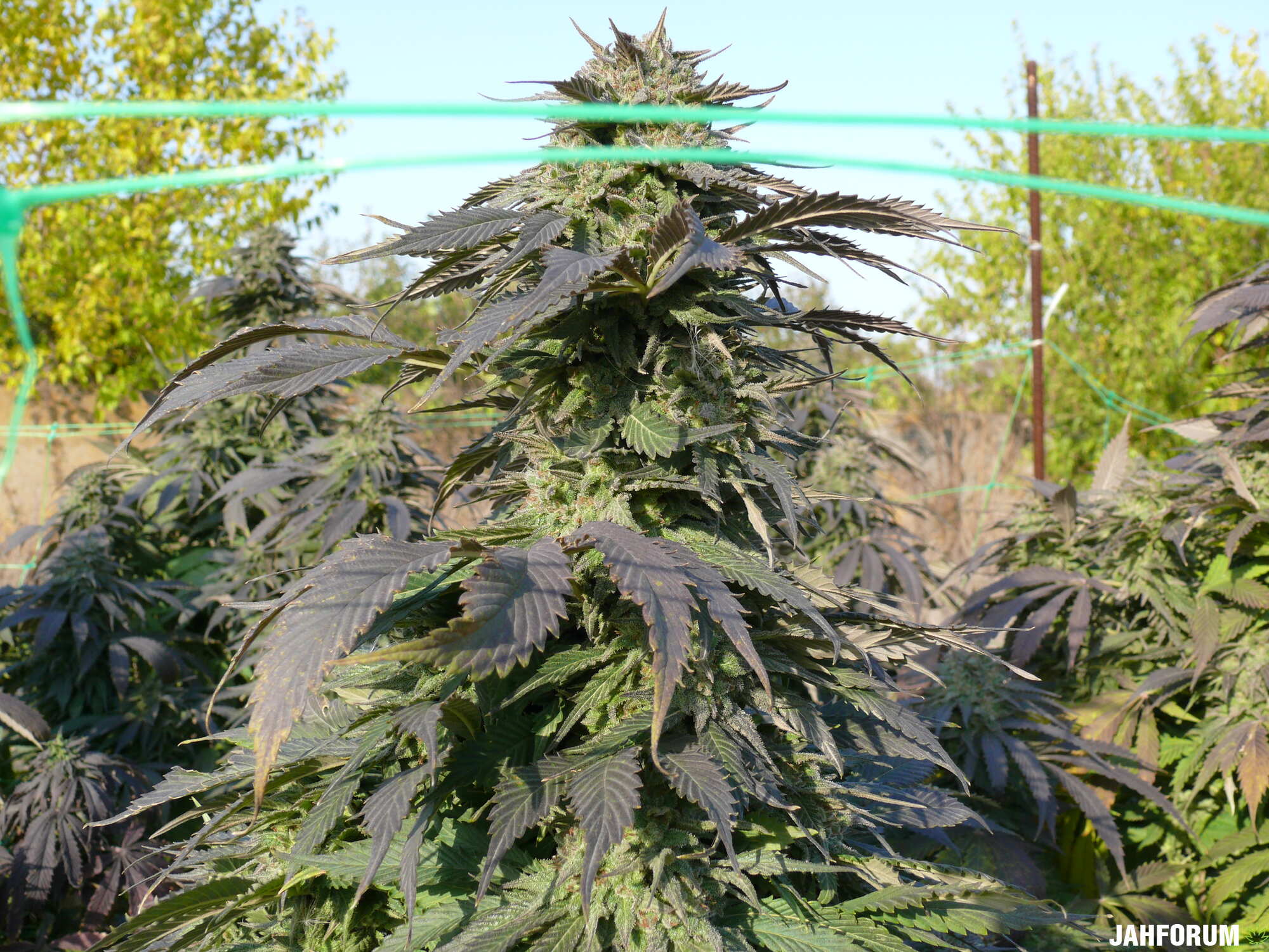 Power Kush(Dinafem)