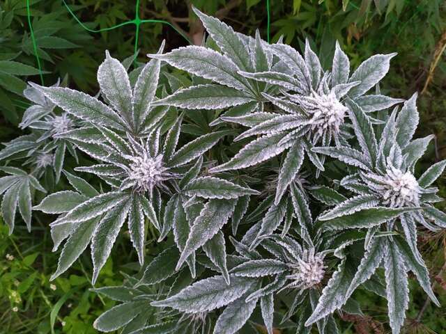 White Widow